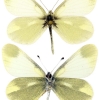 leptidea duponcheli